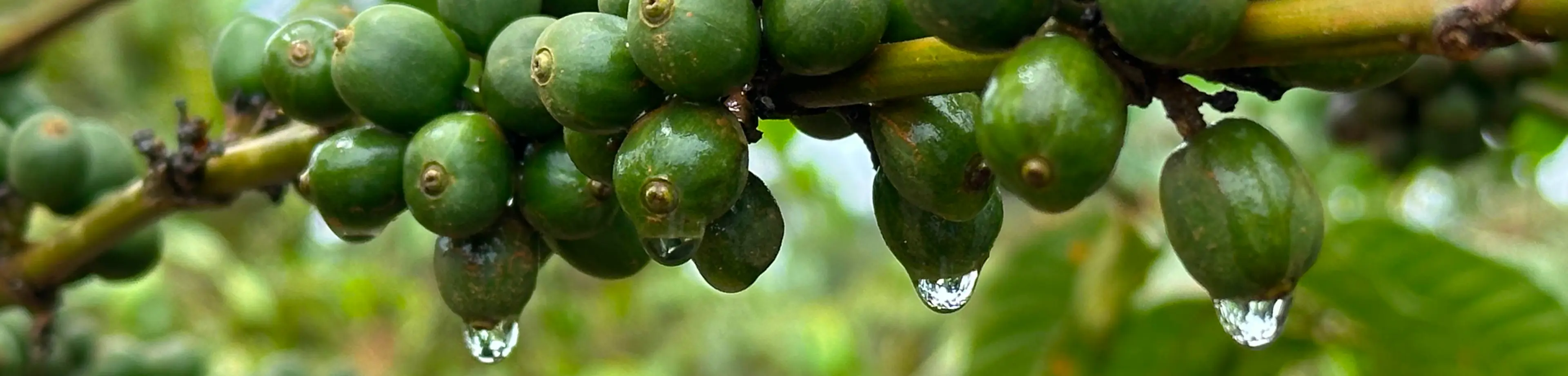 Empowering Uganda's agricultural sector