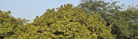 The Uganda National Apiculture Development Organisation (TUNADO)